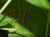 Rhacocleis sp.